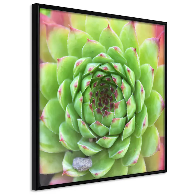 Poster Artgeist Affisch Succulent