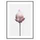 Poster Gallerix Lotus Flower