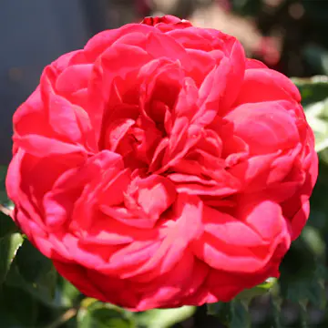 Flerblommig Rabattros Omnia Garden Piano