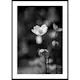 Poster Gallerix White Flower BW