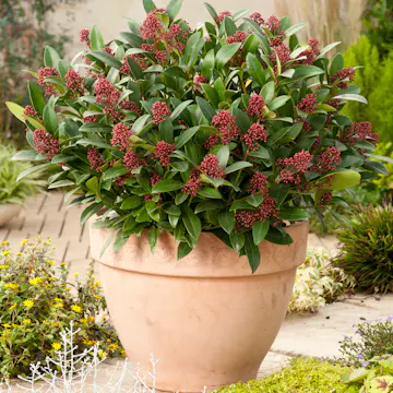 Prydnadsbuske Omnia Garden Vinterbär