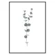 Poster Gallerix Eucalyptus No2