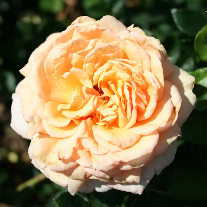 Storblommig Rabattros Omnia Garden Carl Nielsen