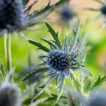 Prydnadsperenn Omnia Garden Rysk Martorn