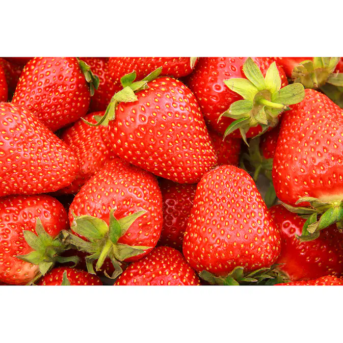 Jordgubbe Omnia Garden Fragaria Ananassa Sonata