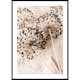 Poster Gallerix Allium Flowers