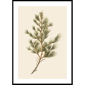 Poster Gallerix Fir Tree Branch