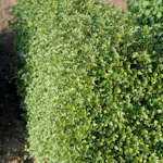 Häck Omnia Garden Måbär 20-40cm Krukodlade