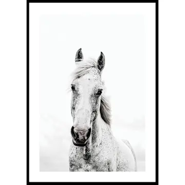 Poster Gallerix White Horse Up Close