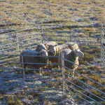 Fårgrind Kellfri 1,5 m