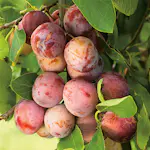 Plommonträd Omnia Garden Opal E