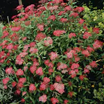 Prydnadsbuske Omnia Garden Rosenspirea Karminröd