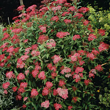 Prydnadsbuske Omnia Garden Rosenspirea Karminröd