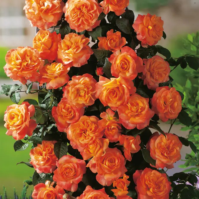 Storblommig Rabattros Omnia Garden Flora Danica