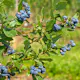 Buske Omnia Garden Amerikanskt Blåbär Northland
