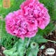 Fröpåse Eco Grow Pionvallmo Papaver Somniferum