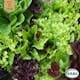 Fröpåse Eco Grow Sallat Mix Gourmet Baby Leaf Mix