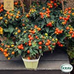 Fröpåse Eco Grow Ampeltomat Maskotka