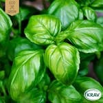 Fröpåse Eco Grow Basilika Italiano Classico