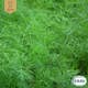 Fröpåse Eco Grow Dill Common