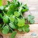 Fröpåse Eco Grow Koriander Coriandrum Sativum
