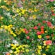 Blomsteräng Turfquick Lågväxande Årlig Perenn 5kvm