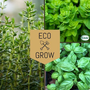 Örtkit Eco Grow Medelhavets Smaker Kryddfröer & Örter