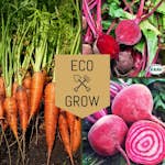Grönsaksfröer Eco Grow Rotfruktskit Favoriter för Odling