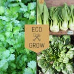 Grönsaksfröer Eco Grow Asiatiska Smaker Kit