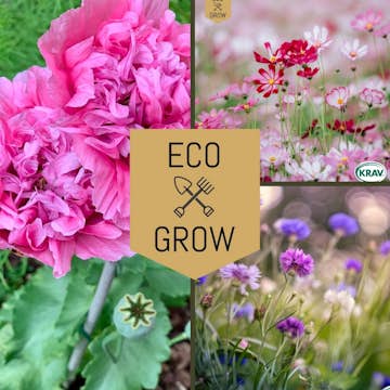 Blomfröer Eco Grow Blomsterkit Sommaräng - Svenska Trädgårdsblommor