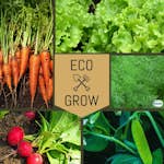 Blomfröer Eco Grow Startkit Trädgårdsfavoriter 5-pack för Odling
