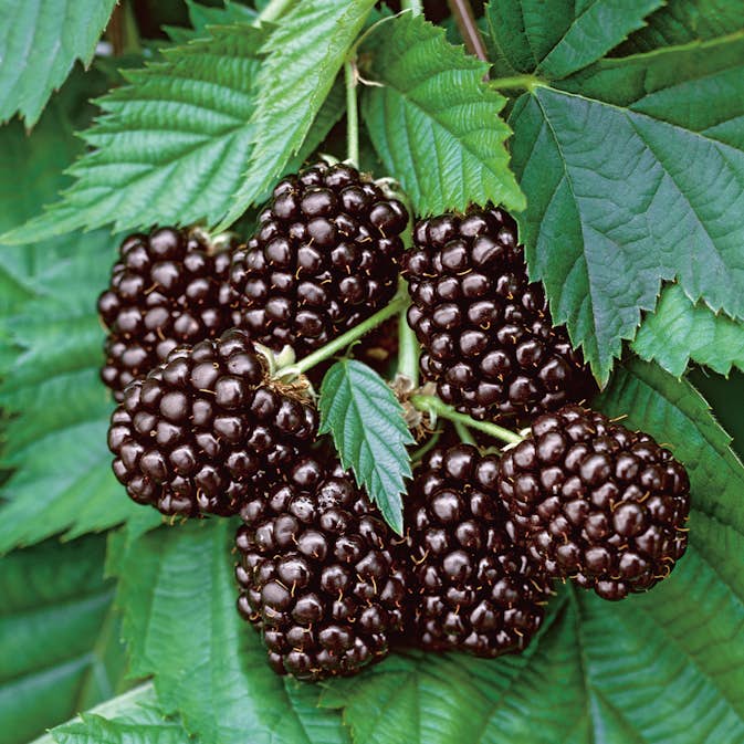 Björnbärsbuske Omnia Garden Thornfree