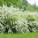 Buske Omnia Garden Norsk Brudspirea Grefsheim 30-50 cm