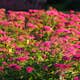 Buske Omnia Garden Rosenspirea 20-30 cm