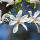 Prydnadsbuske Omnia Garden Japansk Magnolia Snövit Blomning Soligt Läge Barrot Grön Lövverk