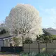 Prydnadsbuske Omnia Garden Japansk Magnolia Snövit Blomning Soligt Läge Barrot Grön Lövverk