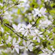 Prydnadsbuske Omnia Garden Japansk Magnolia Snövit Blomning Soligt Läge Barrot Grön Lövverk
