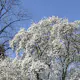 Prydnadsbuske Omnia Garden Japansk Magnolia Snövit Blomning Soligt Läge Barrot Grön Lövverk