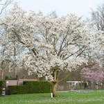 Prydnadsbuske Omnia Garden Japansk Magnolia Snövit Blomning Soligt Läge Barrot Grön Lövverk