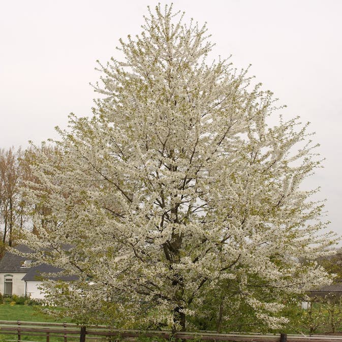 Högstamsträd Omnia Garden Sötkörsbär Fågelbär 300-400 cm