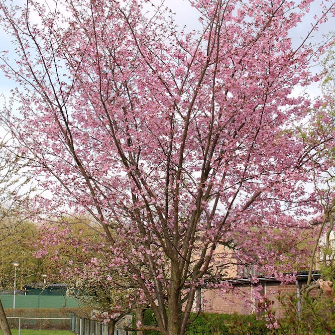 Bergkörsbär Omnia Garden Japanskt Prydnadsträd 300-400 cm, Rosa/Mörkröd Blomning, Alleträd, Högstamsträd