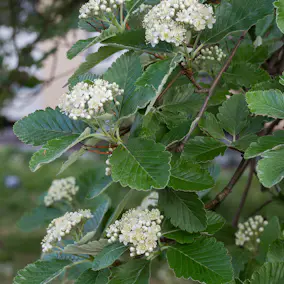 Prydnadsträd Omnia Garden Oxel