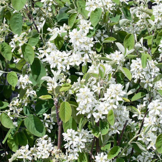 Bärhäggmispel Omnia Garden 20-40cm