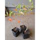 Buske Omnia Garden Svartaronia Aronia Mel Hugin 20-40 cm