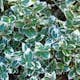 Klätterbenved Omnia Garden Euonymus fort. Emerald Gaiety