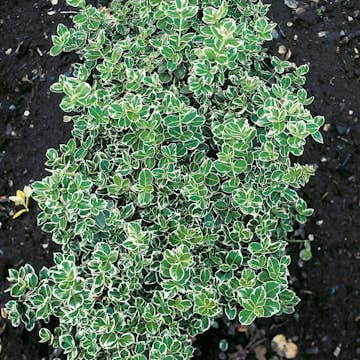 Klätterbenved Omnia Garden Euonymus fort. Emerald Gaiety