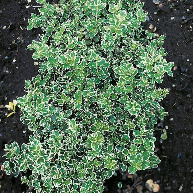 Klätterbenved Omnia Garden Euonymus fort. Emerald Gaiety