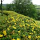 Rabattblomma Omnia Garden Prakthypericum