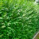 Häck Omnia Garden Liguster 30-50cm Krukodlade