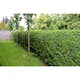 Häck Omnia Garden Liguster 30-50cm Krukodlade